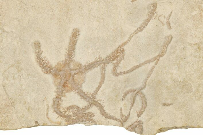 Jurassic Brittle Star Fossil - Solnhofen #256670